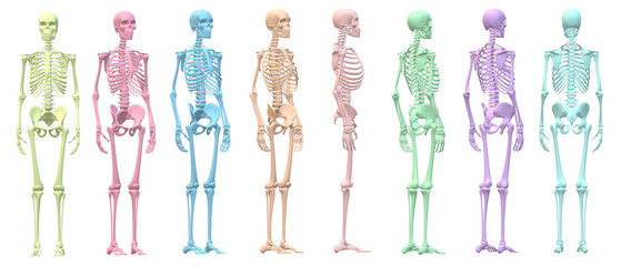 skull skeleton death, human, halloween