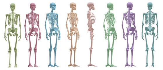 skull skeleton death, human, halloween