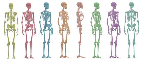 skull skeleton death, human, halloween