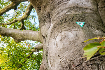 Obraz premium Natural monument tree with official german sign -Naturdenkmal- - Old tree in Germany with official marker that highlighted his value for nature and culture