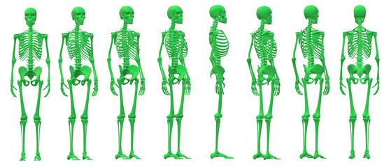 skull skeleton death, human, halloween