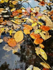 autumn leaves on the water