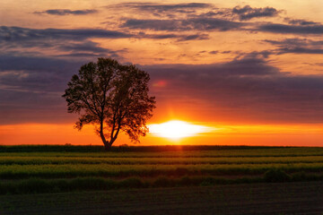 Fototapeta na wymiar Zachód słońca i samotne drzewo. 