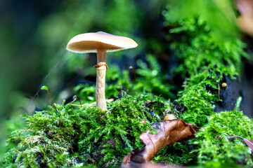 mushrooms in the forest