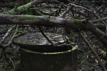A well in a forest