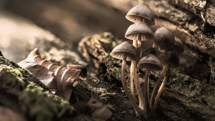 mushrooms in the forest