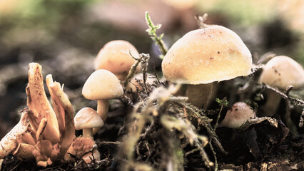 mushrooms in the forest