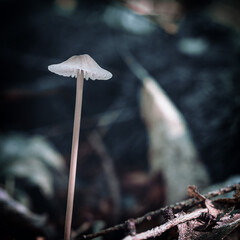 mushrooms in the forest