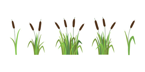 A set of reeds in grass isolated on white background