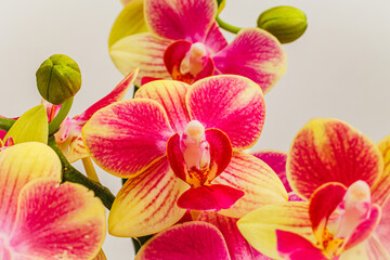 Colorful Phalaenopsis orchids var. Kolibri flowers, closeup. Little Kolibri Orchids Mineral blossom