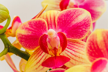 Obraz na płótnie Canvas Colorful Phalaenopsis orchids var. Kolibri flowers, closeup. Little Kolibri Orchids Mineral blossom