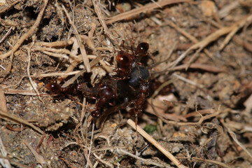 crematogaster scutellaris ant macro photo