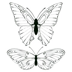 Set of Butterfly, black and white illustration, isolated
