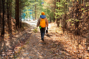 Fototapeta premium Rear view young woman with yellow backpack walking mixed breed dog with bedlington whippet through autumn forest towards lake pet adoption traveling with dog