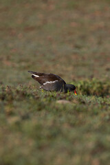  waterhen,  swamp chickenon the ground, The common moorhen (Gallinula chloropus)
