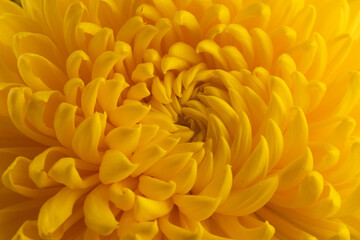 Yellow chrysanthemum head flower in close up.  Creative autumn concept. Floral pattern, object.