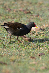 common moorhen (Gallinula chloropus) in the grass