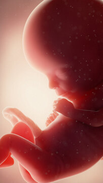 human fetus