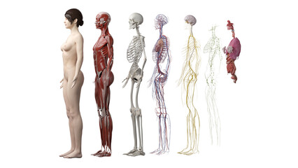 anatomy systems - obrazy, fototapety, plakaty