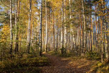 The birch grove is illuminated by the rays of the sun. Autumn picturesque landscape with yellow foliage.