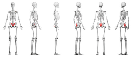 skeletal illustration