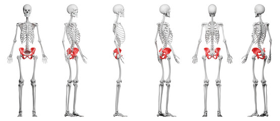skeletal illustration