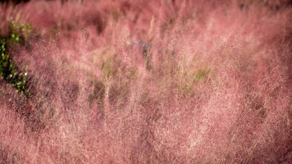 Mass of red grass in sunshine with selective focus.