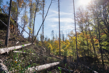 Forest after natural catastrophy, trees dying of bark beetles invasion and/or wildfire in Czech...