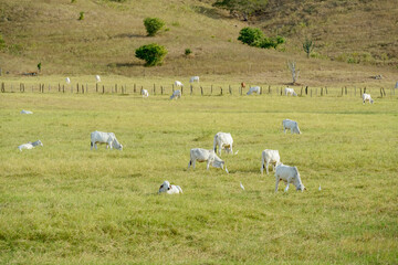 Cattle. Herd of Nelore cattle in the pasture. Brazilian livestock.