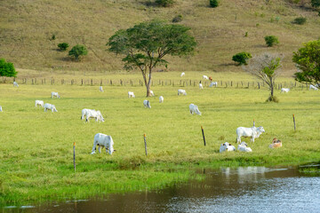 Cattle. Herd of Nelore cattle in the pasture. Brazilian livestock.