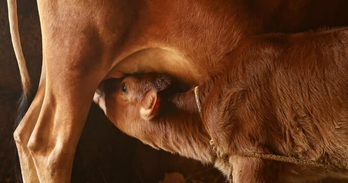 Aggressive calf sucks milk from cow,brown cow feeds baby
