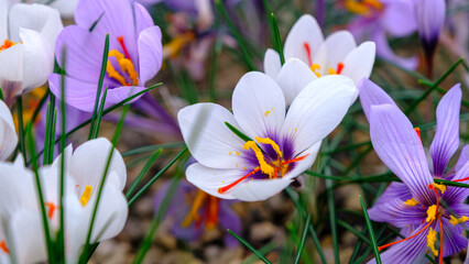 Beautiful late autumn crocuses in white and purple. The end of October in Latvian autumn
