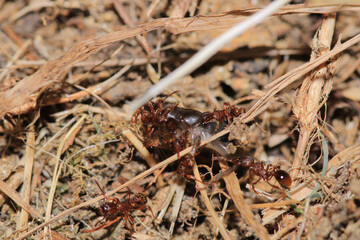 crematogaster scutellaris ant macro photo