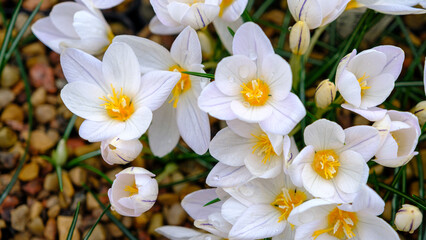 Close-up of white crocuses blooming in late fall. Small water drops on the petal