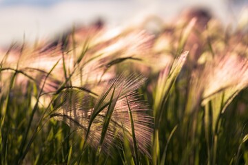 Closeup shot of wild reeds and wheat blowing in the wind on a sunny field