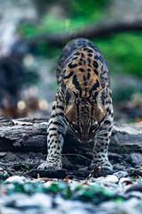 ocelot walking in a tropical environment