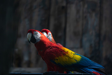 red and yellow macaw © saad