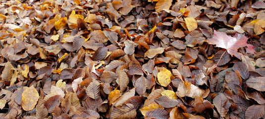 brown and yellow autumn leaves on the ground in the park, autumnal background