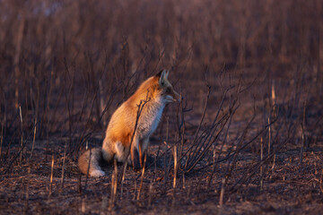 Close-up. A wild red fox stands in an autumn field. The chanterelle hunts mice in the field.