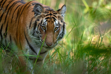 Fototapeta na wymiar A young tigress walks through the grassland at Dudhwa National Park, Uttar Pradesh, India