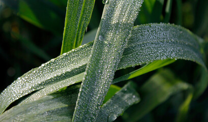 Beautiful close-up of leaves with dew, drops of morning dew on green leaves, transparent water drops on leaves in the morning, natural background in green tones, sunlight on the drops