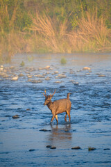 Young sambar deer male crossing Ramganga river on a misty winter morning at Jim Corbett National Park, Uttarakhand, India