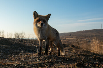 Close-up. A wild red fox stands in an autumn field. The chanterelle hunts mice in the field.
