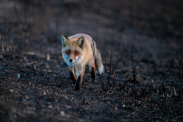 Close-up. A wild red fox stands in an autumn field. The chanterelle hunts mice in the field.