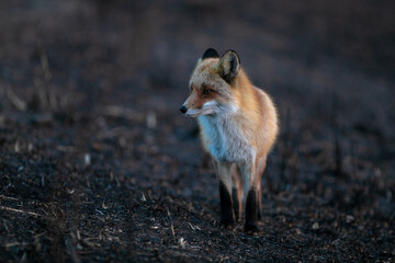 Close-up. A wild red fox stands in an autumn field. The chanterelle hunts mice in the field.