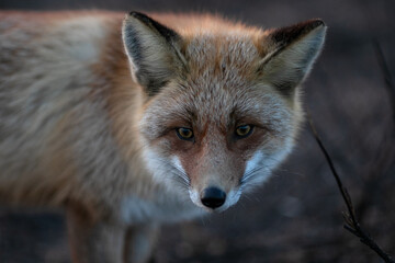 Close-up. A wild red fox stands in an autumn field. The chanterelle hunts mice in the field.