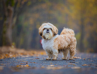 shih tzu dog stands on the road in the park in autumn