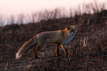 Close-up. A wild red fox stands in an autumn field. The chanterelle hunts mice in the field.