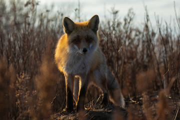 Close-up. Wild red fox in the autumn field. Chanterelle walks along the autumn slope.