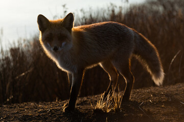 Close-up. A wild red fox stands in an autumn field. The chanterelle hunts mice in the field.